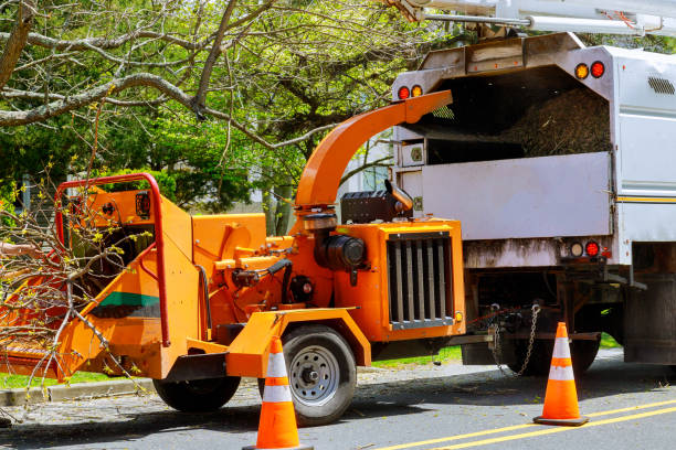 Best Emergency Tree Removal  in Evergreen Park, IL